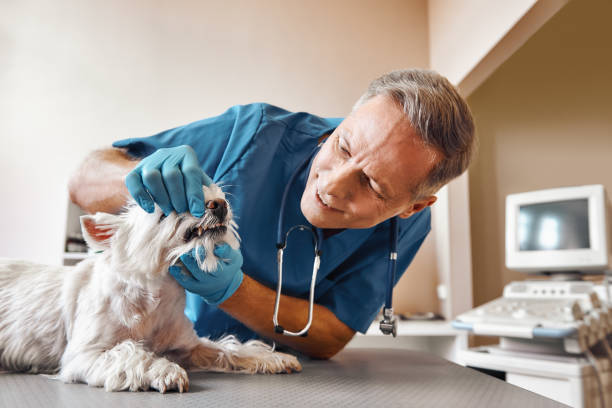 Best Emergency Root Canal Treatment in Kingston, OK